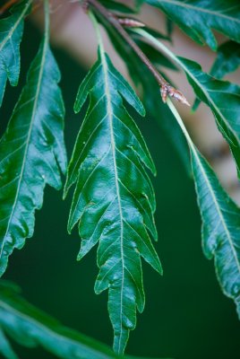 Fagus sylvatica 'Asplenifolia' - buk lesní (118) - list